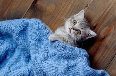 Téléchargez les photos : Portrait de beau chaton à rayures moelleuses tabby. Petit chaton curieux couché sur la couverture en regardant la caméra. - en image libre de droit