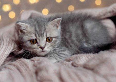 Foto de Retrato de hermoso gatito peludo rayado tabby. Pequeño gatito curioso acostado sobre una manta mirando a la cámara. - Imagen libre de derechos