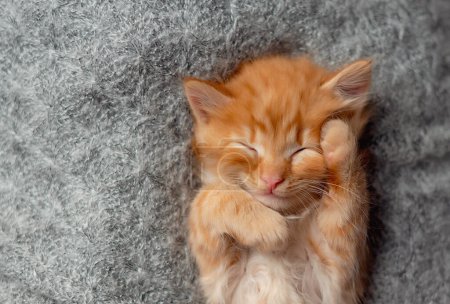 Foto de Lindo gatito jengibre durmiendo en una manta. Descanso de gato durmiendo en la cama. Cómoda mascota durmiendo en una acogedora casa. Banner web de vista superior con espacio de copia - Imagen libre de derechos