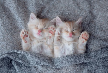 Foto de Lindos gatitos de jengibre tabby durmiendo en la manta. Los gatos descansan durmiendo en la cama. Cómoda mascota durmiendo en una acogedora casa. Banner web de vista superior con espacio de copia - Imagen libre de derechos