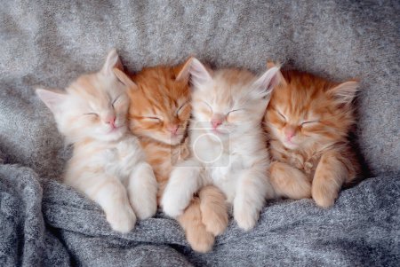Téléchargez les photos : Chaton roux mignon dormant sur une couverture. Les chats se reposent en sieste sur le lit. Confortable animal de compagnie dormant dans une maison confortable. Bannière web vue du dessus avec espace de copie - en image libre de droit