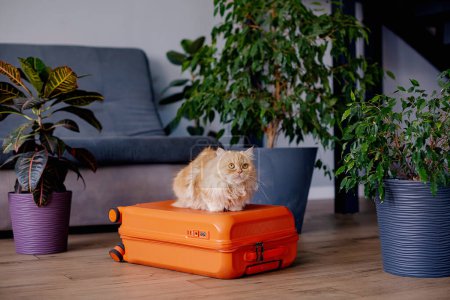 Foto de Travel concept with funny cat sitting on suitcase. life with animals concept - wanderlust people traveling the world - Imagen libre de derechos