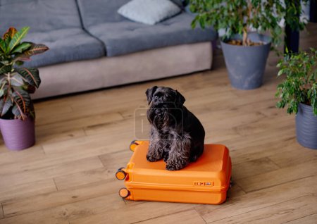 Téléchargez les photos : Concept de voyage avec chien drôle assis sur la valise. la vie avec des animaux concept - wanderlust gens voyageant à travers le monde - en image libre de droit