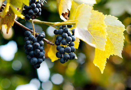 Téléchargez les photos : Un grand bouquet de raisins de vin rouge pendent d'une vigne, chaud. Raisins mûrs avec feuilles vertes.Photo rapprochée de raisins mûrs dans un vignoble - en image libre de droit