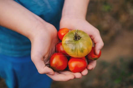 Photo for Farmer holding fresh tomatoes. Food, vegetables, agriculture - Royalty Free Image