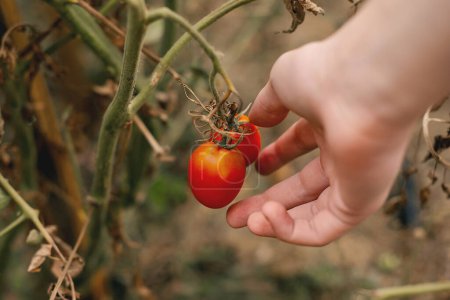 Téléchargez les photos : L'agriculture, le jardinage, l'agriculture, la récolte et le concept des personnes - mains de l'agriculteur âgé cueillette de tomates à la serre agricole - en image libre de droit