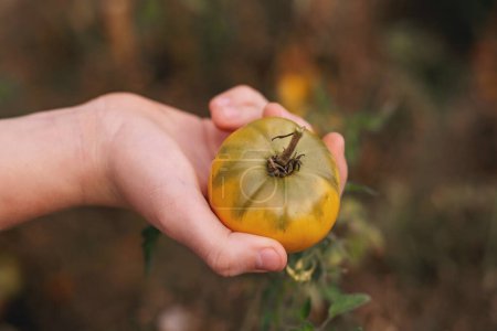 Téléchargez les photos : Fermier tenant des tomates fraîches. Alimentation, légumes, agriculture - en image libre de droit