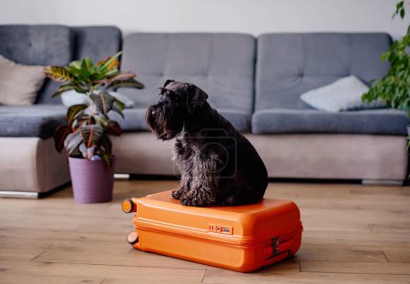 Téléchargez les photos : Travel concept with funny dog and cat sitting on suitcase. life with animals concept - wanderlust people traveling the world - en image libre de droit