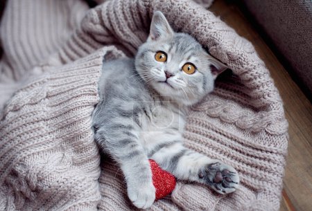 Foto de Día de San Valentín gato. Pequeño gatito rayado en manta gris con corazones rojos. Amor a gatito doméstico mascotas concepto - Imagen libre de derechos