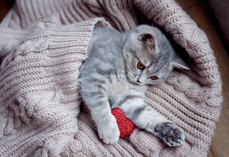Foto de Día de San Valentín gato. Pequeño gatito rayado en manta gris con corazones rojos. Amor a gatito doméstico mascotas concepto - Imagen libre de derechos