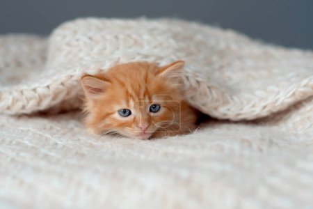 Photo for Cute little ginger kitten sleeps on fur white blanket - Royalty Free Image