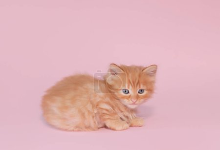 Téléchargez les photos : Cute little ginger kitten sleeps on fur white blanket - en image libre de droit
