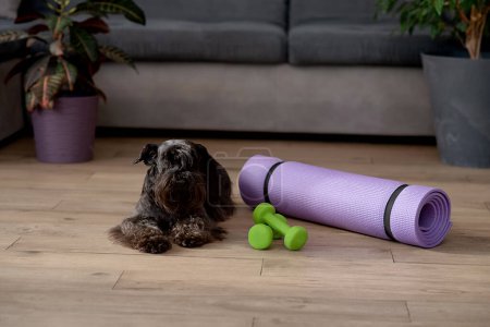 Photo for Dog among fitness equipment at home - Royalty Free Image
