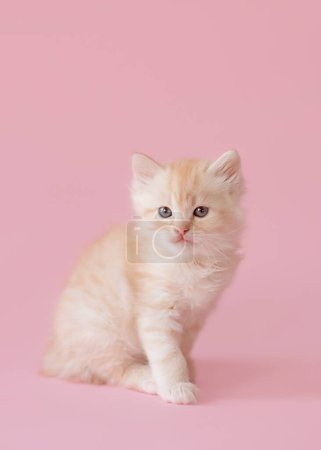 Foto de Lindo gatito rojo sobre un fondo rosa. foto divertida de gatitos - Imagen libre de derechos