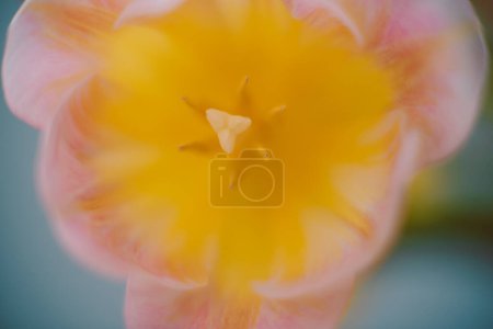 Foto de Primer plano de la flor amarilla aster - Imagen libre de derechos
