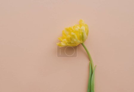 Photo for Flower on background top view. Banner for 8 march, Happy Easter with place for text. Springtime concept. Top view. Flat lay - Royalty Free Image