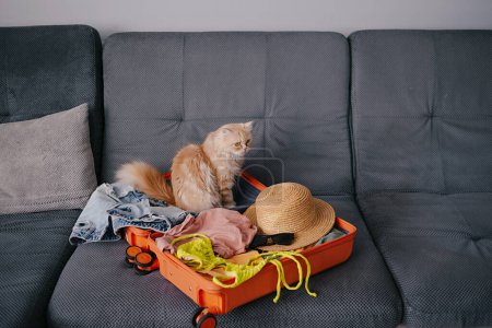 Téléchargez les photos : Animaux mignons assis dans une valise avec des vêtements. concept de voyage - en image libre de droit