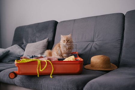 Foto de Lindas mascotas sentadas en una maleta con ropa. maleta con cosas listas para viajar. - Imagen libre de derechos