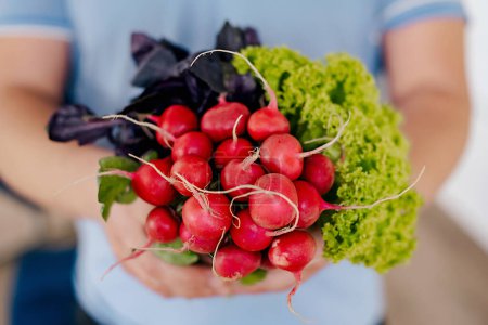 Photo for Organically grown French breakfast radish in gardeners hands, Freshly harvested - Royalty Free Image