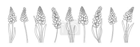 Illustration for Set of springflowers and leaves. Muscari flowers linear art collection. Wedding elegant wildflowers for invitation, tattoo. Botany minimalist illustration - Royalty Free Image