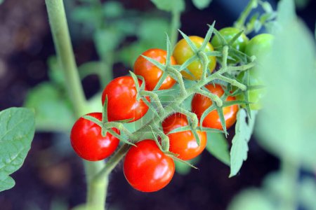 Foto de Verano Verduras en el jardín de verduras caseras, Mini tomates de color rojo - Imagen libre de derechos