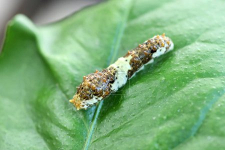 Swallowtail larva (Caterpillar) feeding on lemon leaf