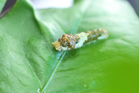 Swallowtail larva (Caterpillar) feeding on lemon leaf