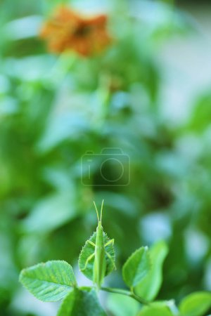 Green grasshopper perched on a rose leaf
