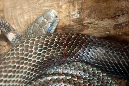 General azul enrollado en una bobina, Primer plano de una serpiente