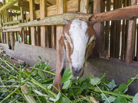 Photo for Goat. Portrait of a goat from Indonesia while eating green leaves and grass in an animal pen - Royalty Free Image