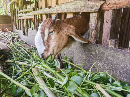 Photo for Goat. Portrait of a goat from Indonesia while eating green leaves and grass in an animal pen - Royalty Free Image