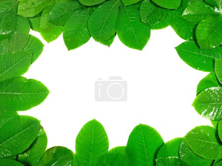 Photo for Green tropical leaves are placed on a white background with part of the leaf layout and copy space in the center. - Royalty Free Image