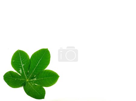 Photo for Green tropical leaves are placed on a white background with part of the leaf layout and copy space. - Royalty Free Image