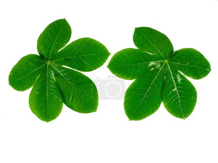 Photo for Tropical leaves are green in isolation on a white background. - Royalty Free Image