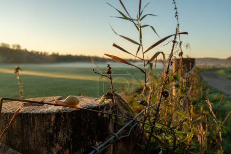 Téléchargez les photos : Escargot sur une branche à l'automne au lever du soleil. Foggy matin froid. Photo de haute qualité - en image libre de droit