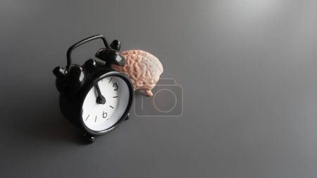 Foto de Cerebro y despertador con espacio para copiar. Relojes circadianos o concepto de reloj biológico - Imagen libre de derechos