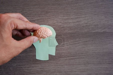 Main tenant un modèle de cerveau sur le dessus d'un livre vert découpé d'une tête humaine. Espace de copie pour le texte. Concept intellectuel, pensant.