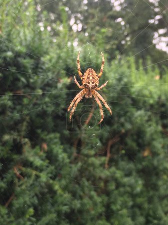 Cross spider in the middle of his web