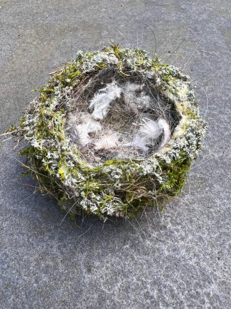 Birds nest on a grey stone table