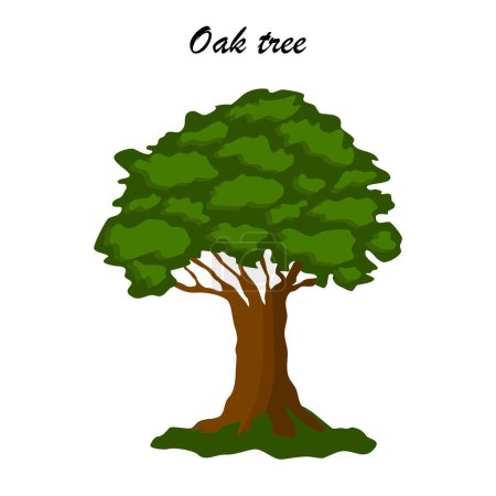 One Oak tree icon closeup, flat style vector illustration