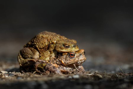 Téléchargez les photos : Female toad carrying a male toad during toad migration at a sunny day in spring. - en image libre de droit