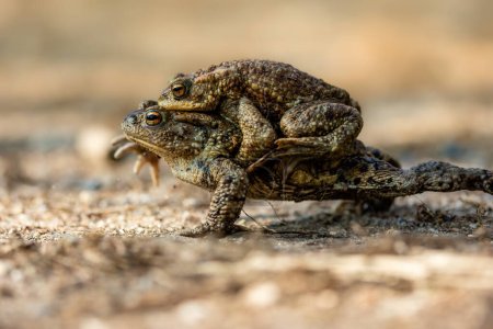 Female toad carrying a male toad during toad migra...