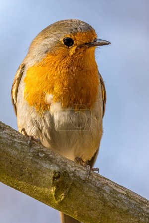 A robin songbird sitting on a branch of a tree at a warm and sunny day in spring.