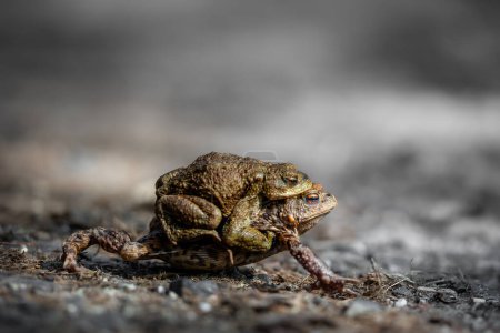 Téléchargez les photos : Female toad carrying a male toad during toad migration at a sunny day in spring. - en image libre de droit