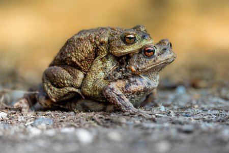 Female toad carrying a male toad during toad migration at a sunny day in spring.