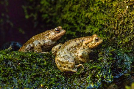 Téléchargez les photos : Common toad during toad migration at a sunny day in spring. - en image libre de droit