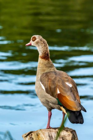 Photo for Nil goose - or also called egyptian goose - standing at a little pond in Germany at a sunny day in spring. - Royalty Free Image
