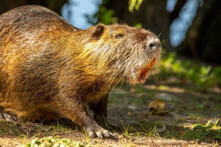 Photo for A nutria walking along a pond in the so called Mnchbruch natural reserve in Hesse, Germany at a sunny day in spring. - Royalty Free Image