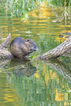 Photo for A nutria sitting on a branch of a tree in a pond in the so called Mnchbruch natural reserve in Hesse, Germany at a sunny day in spring and doing its morning routine. - Royalty Free Image