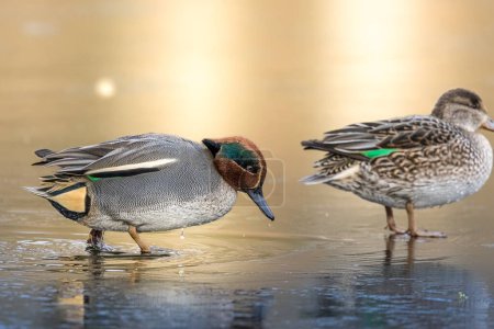 Téléchargez les photos : Beautiful teal duck couple standing on the iced pond called Jacobiweiher not far away from Frankfurt, Germany at a cold day in winter. - en image libre de droit